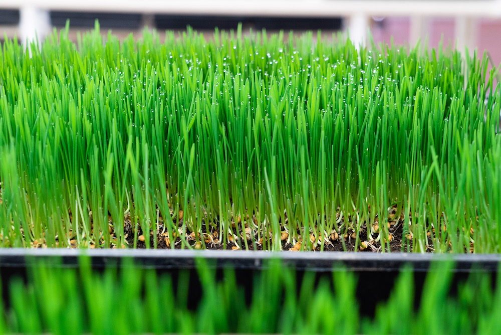 Wheatgrass A Superstar Superfood Optimum Health Institute